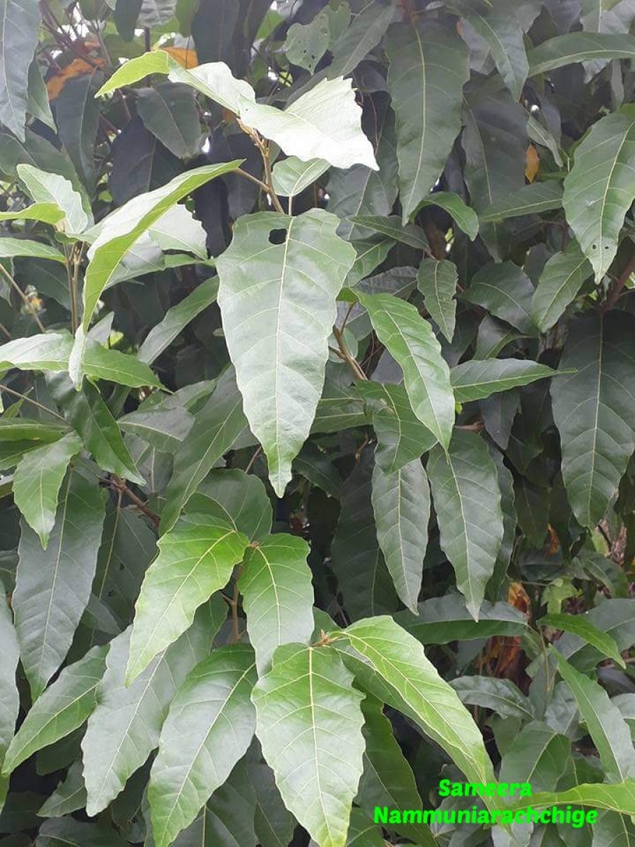 Croton persimilis Müll.Arg.